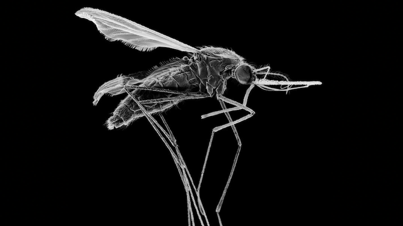 The Asian malaria mosquito (Anopheles stephensi) CREDIT: Wellcome Collection