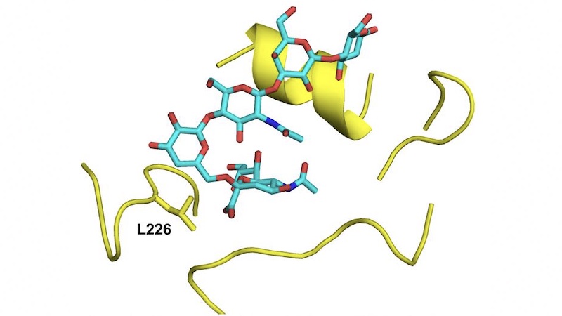 Receptor binding site of the A/Texas/37/2024 hemagglutinin Leu226 mutant (yellow) in complex with the human receptor analog LSTc (cyan). CREDIT: Scripps Research